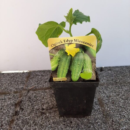 Okurka 'Soplica'