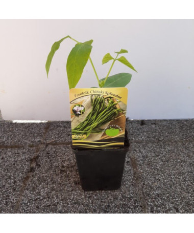 Čínská dlouhá fazole 'Splendor'