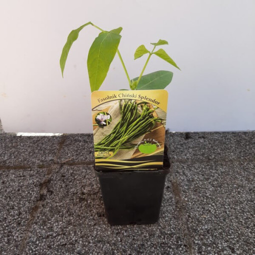 Čínská dlouhá fazole 'Splendor'