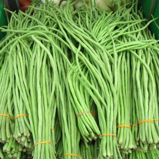 Čínská dlouhá fazole 'Splendor'