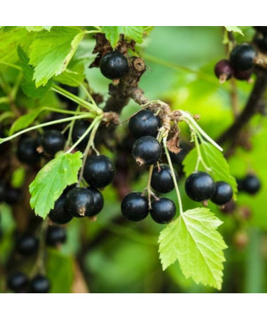 Černý rybíz 'Big Love'