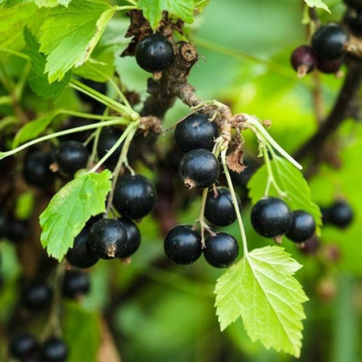 Černý rybíz 'Big Love'