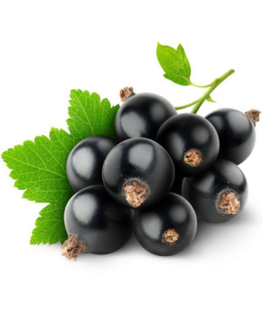 Černý rybíz 'Big Love'