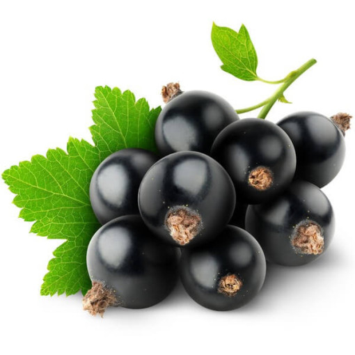 Černý rybíz 'Big Love'