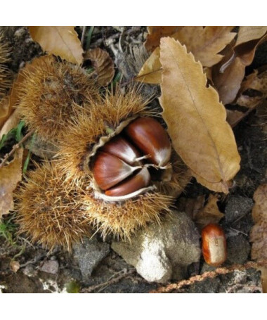 Jedlý kaštan (Castanea sativa)  2L