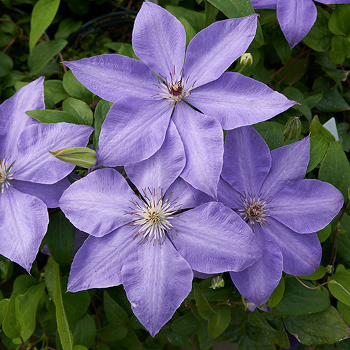 Clematis 'Elsa Spath'  2L