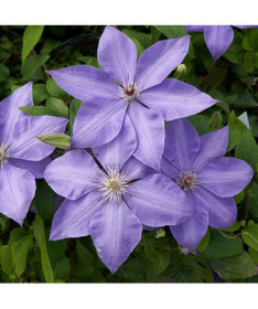 Clematis 'Elsa Spath'  2L