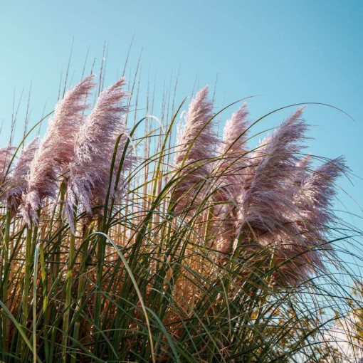 Pampová tráva Pink Feather, nádoba 2L