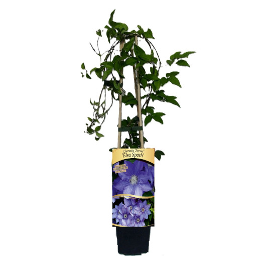 Clematis 'Elsa Spath'  2L