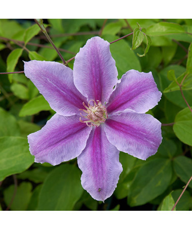 Clematis 'Bees Jubilee'  2L