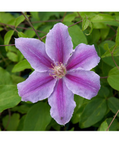 Clematis 'Bees Jubilee'  2L