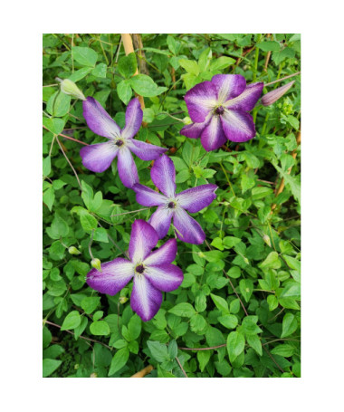 Clematis 'Venosa Violacea'  2L