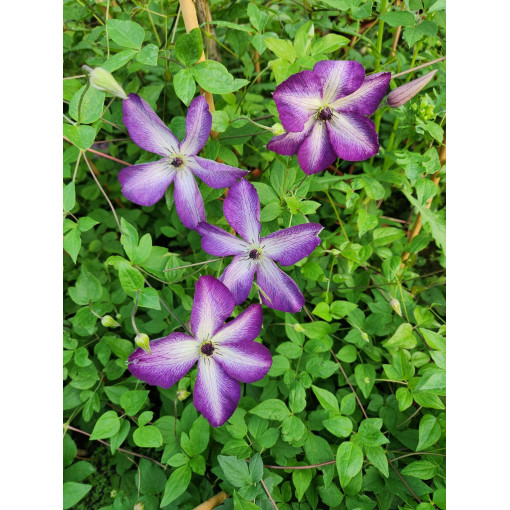 Clematis 'Venosa Violacea'  2L