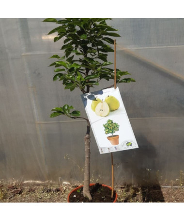 Mini Patio - Hrušeň Sunrise, nádoba 4L