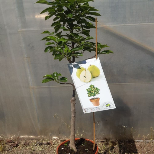 Mini Patio - Hrušeň Sunrise, nádoba 4L