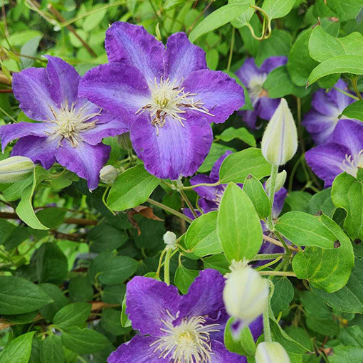 Clematis Stefan Franczak poj. 4 L