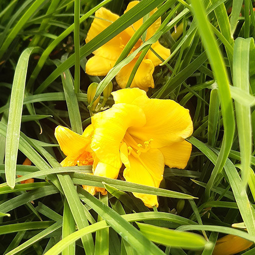 Denivka STELLA DE ORO  2L