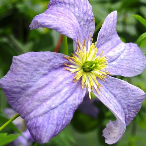 Clematis 'Emilia Plater' (viticella)  4 L