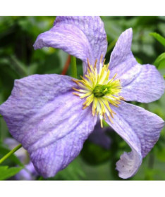 Clematis 'Emilia Plater' (viticella)  4 L