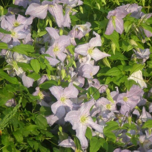 Clematis 'Emilia Plater' (viticella)  4 L