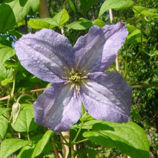 Clematis 'Emilia Plater' (viticella)  4 L