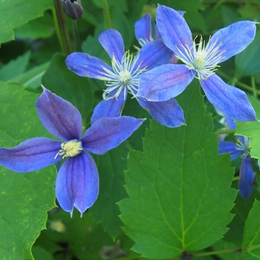 Clematis 'Arabella' (trvalkový, půdopokryvný) 4L