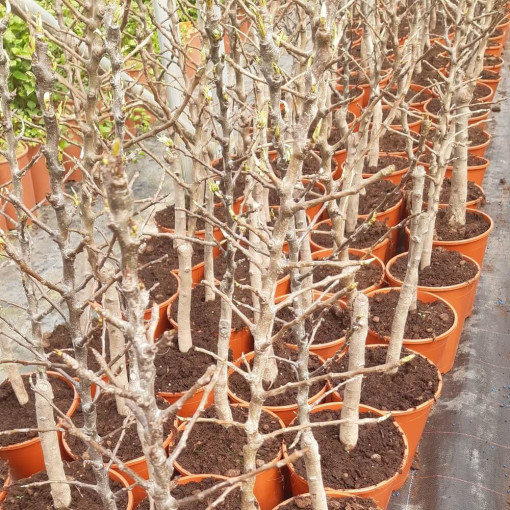 Mini Patio - Hrušeň Sunrise, nádoba 4L