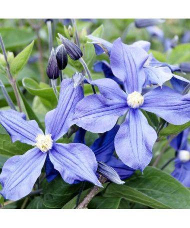 Clematis 'Arabella' (trvalkový, půdopokryvný) 4L