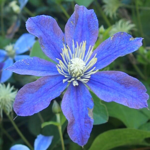 Clematis 'Arabella' (trvalkový, půdopokryvný) 4L