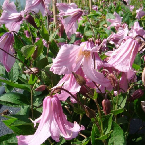 Clematis 'Alionushka' 4L