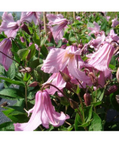 Clematis 'Alionushka' 4L