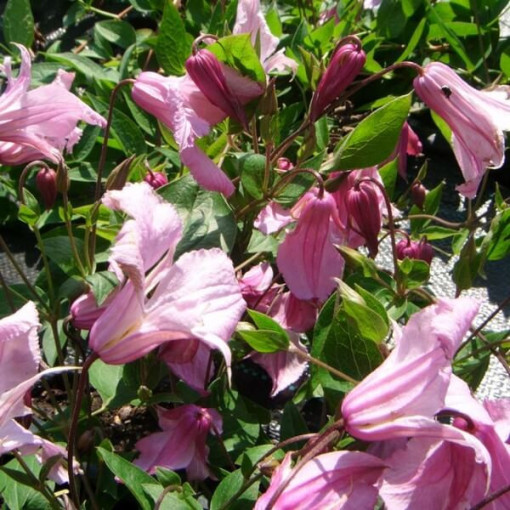 Clematis 'Alionushka' 4L