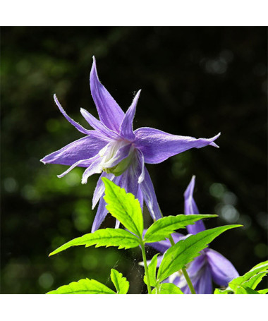 Clematis 'Maidwell Hall' květináč P9/C1
