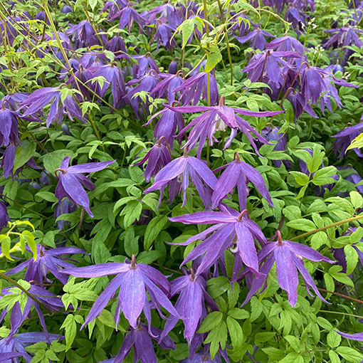 Clematis 'Maidwell Hall' květináč P9/C1