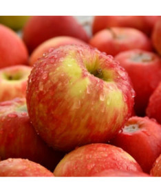 Mini Patio - Jabloň Delegrina, nádoba 4L