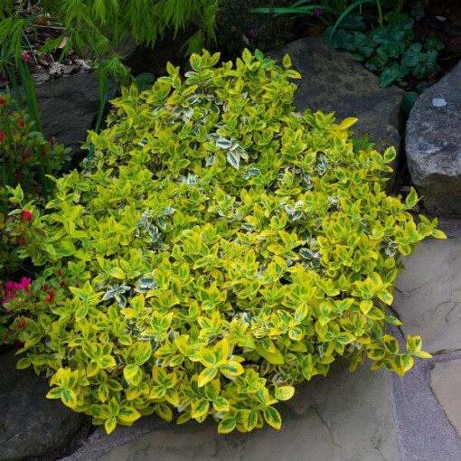 Brslen Fortuneův 'Harlequin'  2L