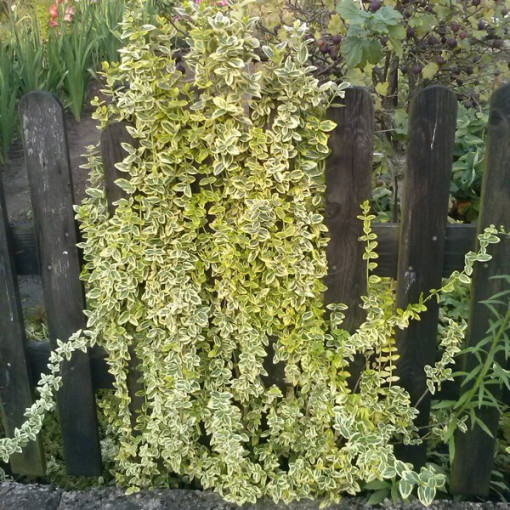 Brslen 'Emerald Gold' v 2litrovém kontejneru