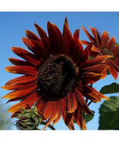 Okrasná slunečnice 'Czerwone Serce'