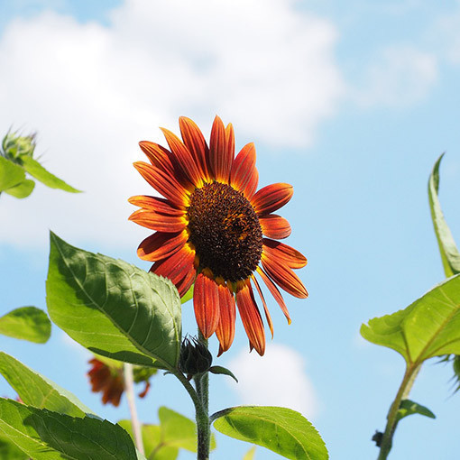 Okrasná slunečnice 'Czerwone Serce'