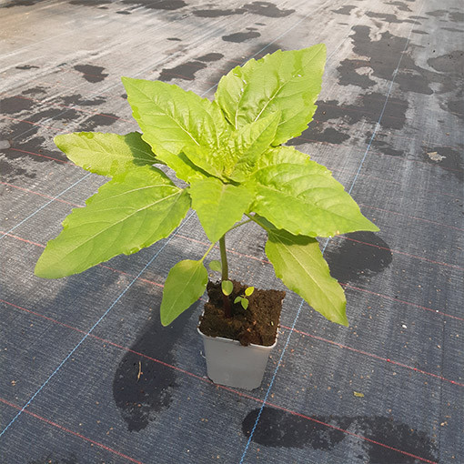 Okrasná slunečnice 'Italian White'