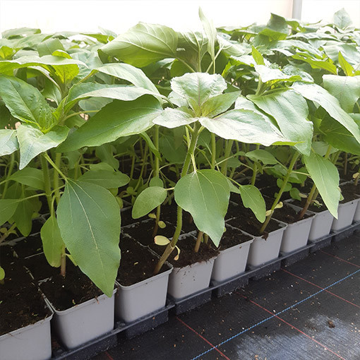 Okrasná slunečnice 'Italian White'