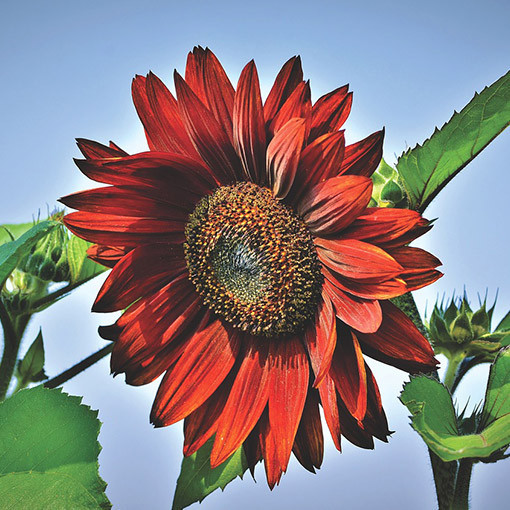 Okrasná slunečnice 'Moulin Rouge'