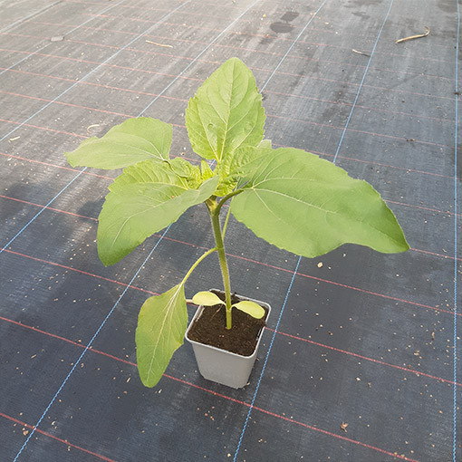 Okrasná slunečnice 'Moulin Rouge'