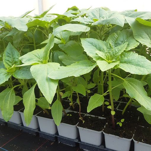 Okrasná slunečnice 'Moulin Rouge'