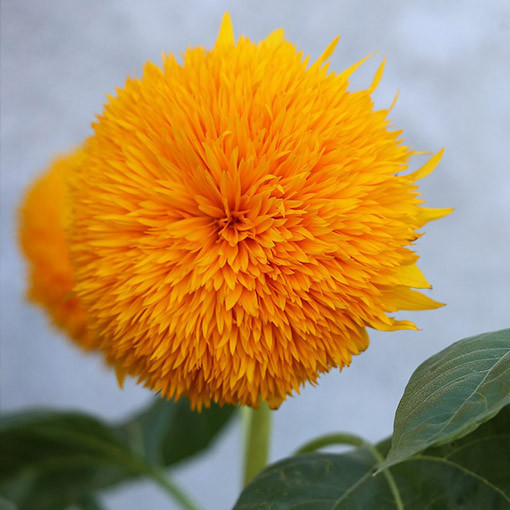 Okrasná slunečnice 'Sungold Tall'