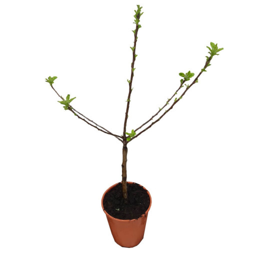 Mini Patio - Jabloň Delegrina, nádoba 4L