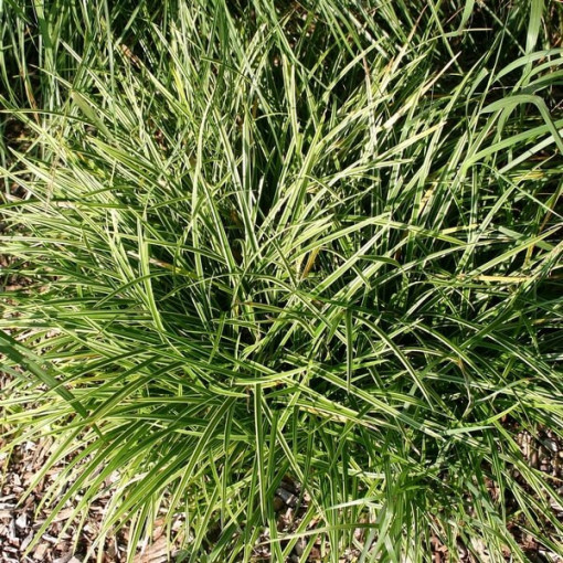 Morrowova ostřice 'Ice Dance'  4L