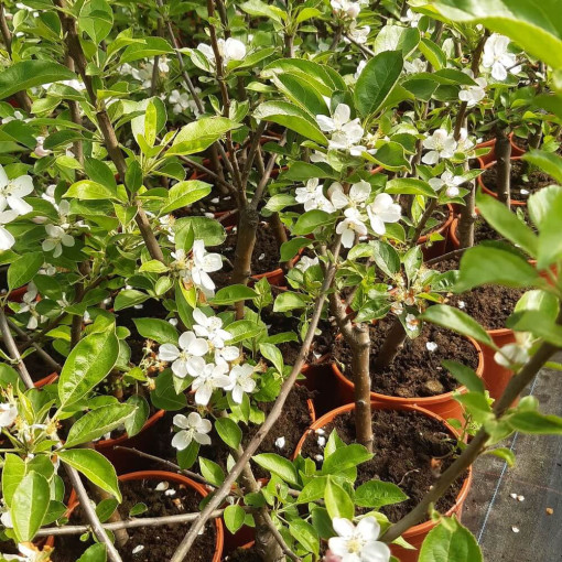 Mini Patio - Jabloň Delegrina, nádoba 4L
