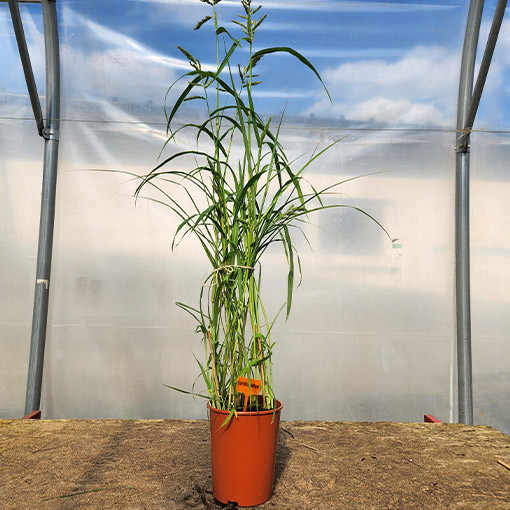 Ozdobnice čínská 'Silberspinne'  4L