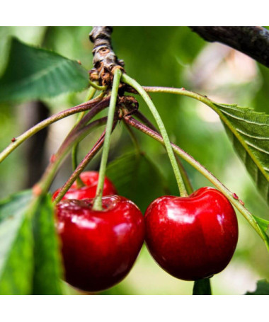 Mini Patio - Třešeň Carmine Jewel, nádoba 4L
